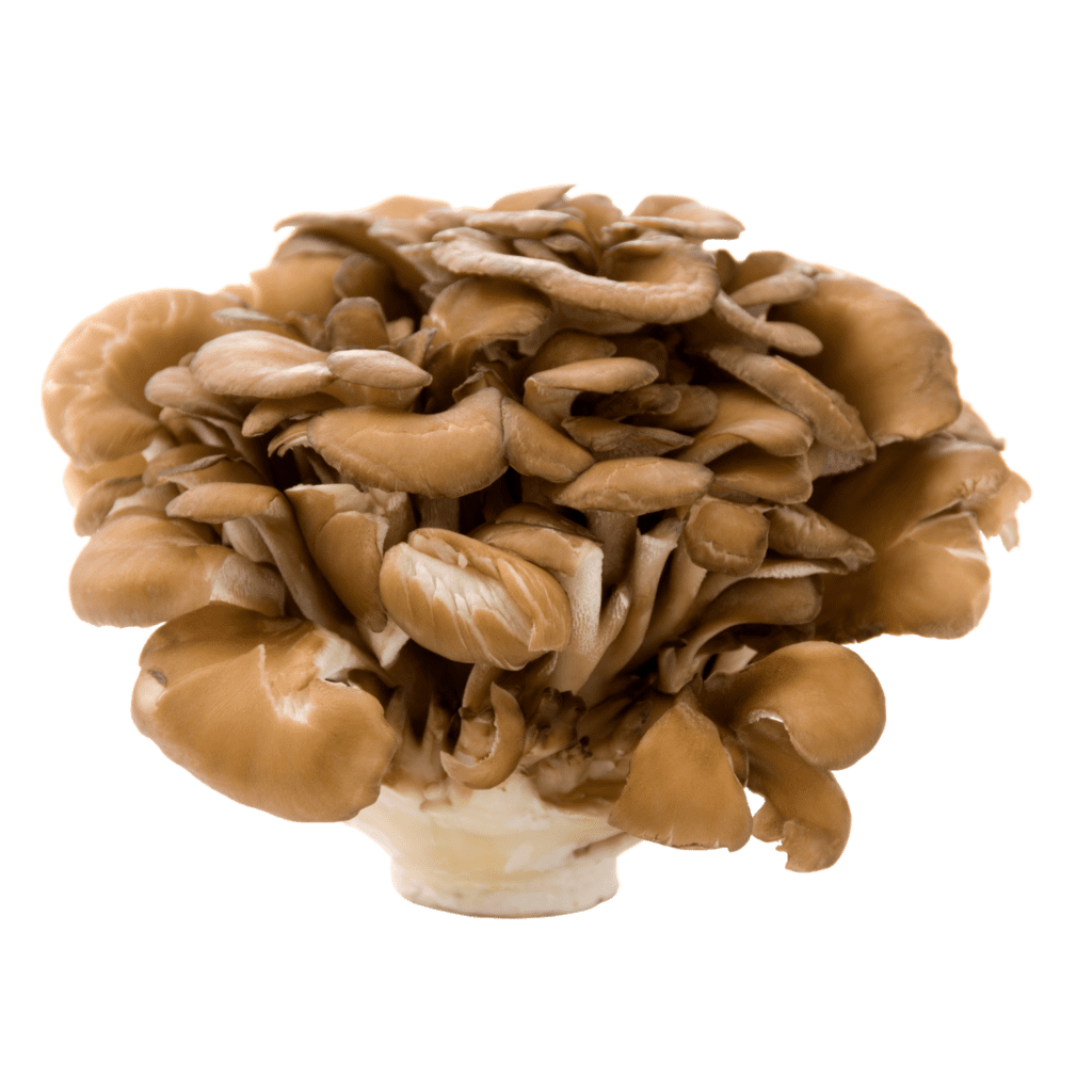 Maitake deshidratado 30 grs